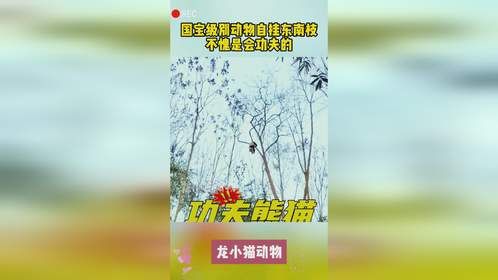 国宝级别动物自挂东南枝，不愧是会功夫的