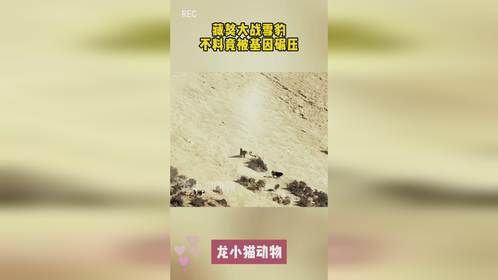 藏獒大战雪豹，不料竟被基因碾压