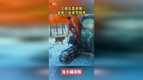 工程车显本领，老虎一心求学技术