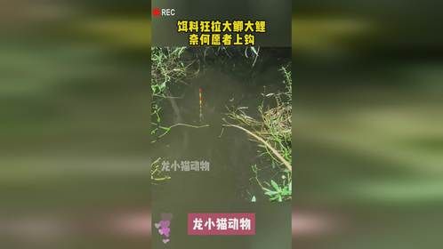饵料狂拉大鲫大鲤，奈何愿者上钩