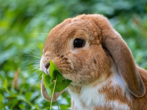 El heno es el alimento principal para los conejos