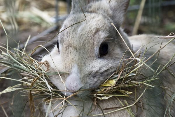 Los conejos siguen una dieta alta en fibra