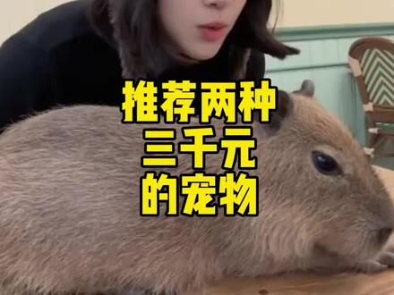 三千一只超棒的宠物#萌宠 #宠物#宠物知识#猫咪 #卡皮巴拉@抖音小助手