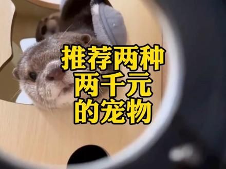 两千元一只的宠物有多棒 #萌宠 #宠物#宠物知识 #花鸟鱼虫 #猫咪 @抖音小助手