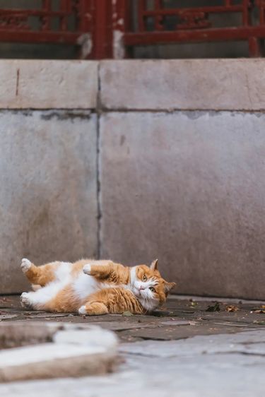 不好，猫猫巴士翻车了！