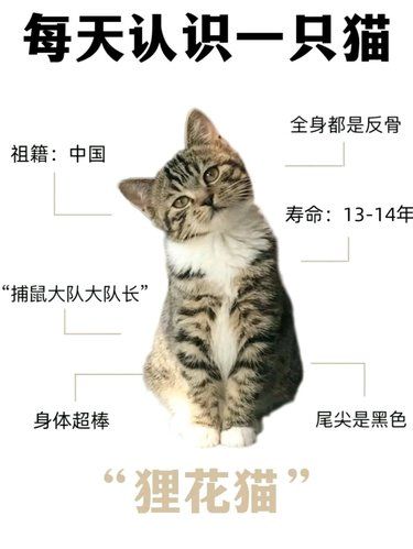 反骨仔狸花猫!