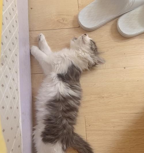 揭秘猫咪为什么喜欢把尾巴藏在屁股下（从行为习惯到心理原因）