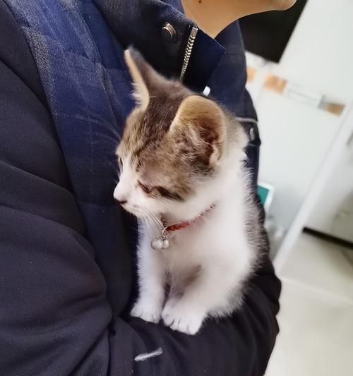 小猫猫的护理指南（如何给你的宠物小猫猫提供最好的照顾）