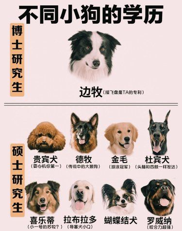 快看看你家的毛孩子都是什么学历？[狗头]