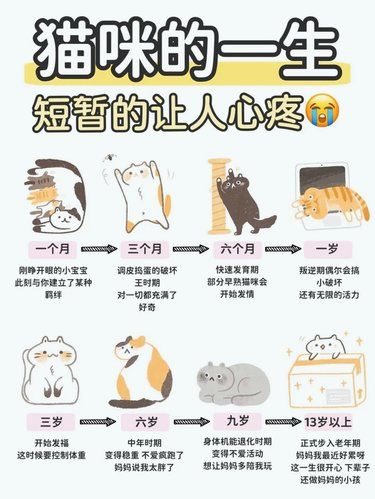 猫猫的一生其实很短暂请你一定好好珍惜❗