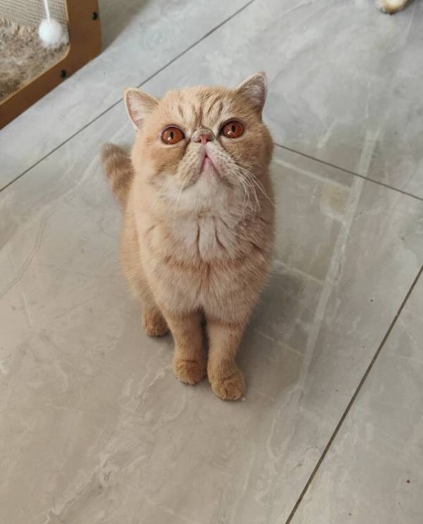 11月13日大连市大连甘井子领养猫,宠物猫,猫咪【领养启示/启事】