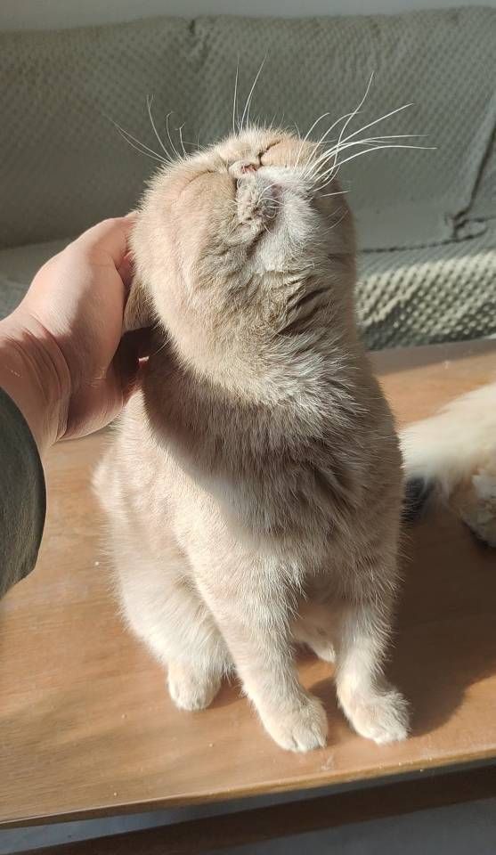 11月13日大连市大连甘井子领养猫,宠物猫,猫咪【领养启示/启事】