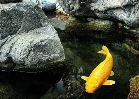 黄金锦鲤