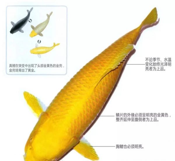 白金黄金