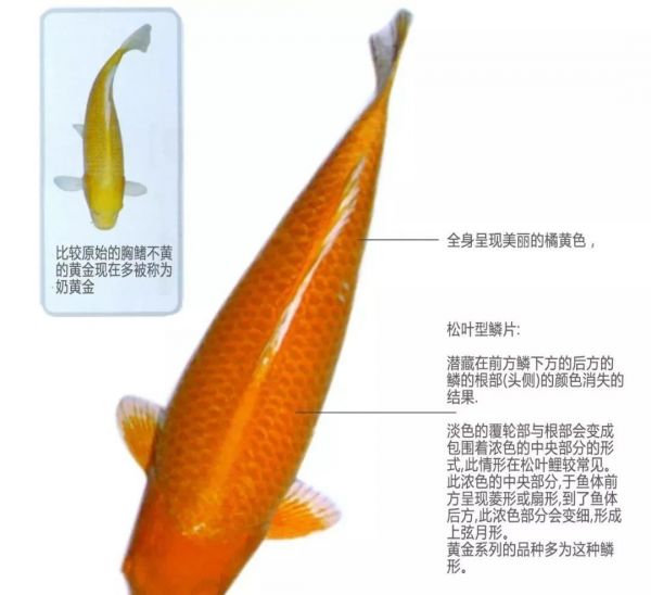 橘黄金