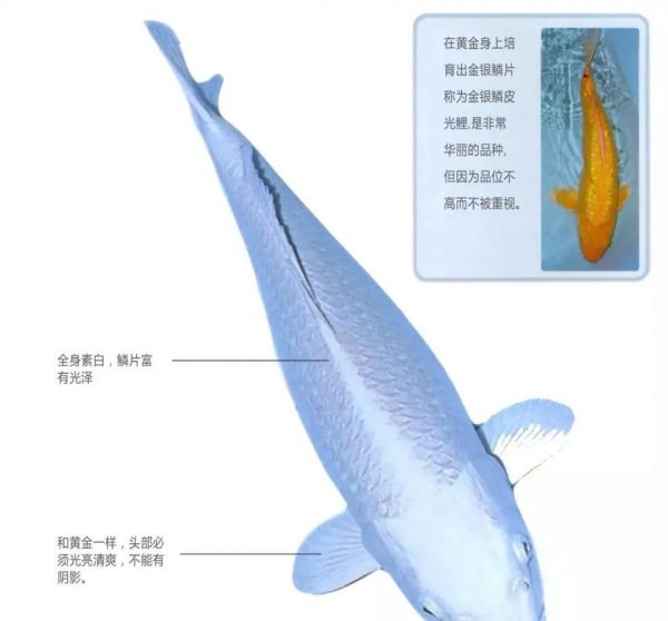 黄金锦鲤