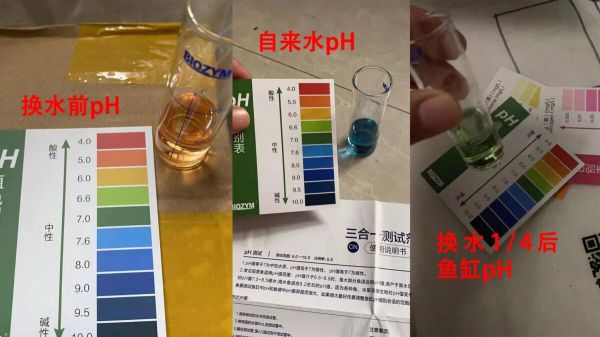 ph 值对养鱼有什么影响?一个鱼友的真实案例分享
