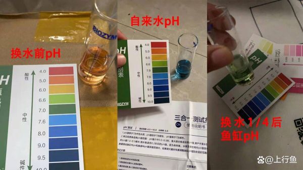ph 值对养鱼有什么影响?一个鱼友的真实案例分享