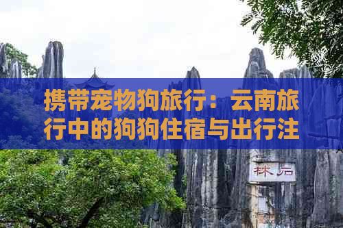 携带宠物狗旅行：云南旅行中的狗狗住宿与出行注意事项