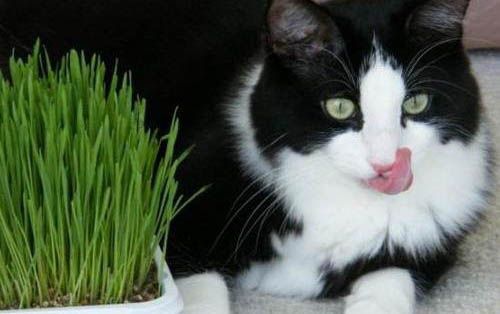 猫科动物和犬科动物哪个厉害