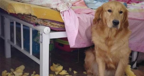 如何照顾刚出生的金毛犬——15个实用方法（宠物爱好者必看，让你成为贴心的金毛犬主人）