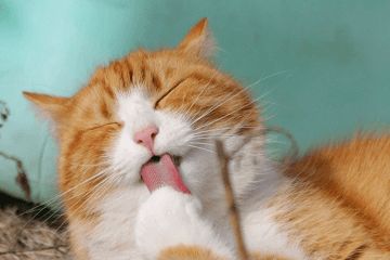 宠物猫名字大全萌萌哒