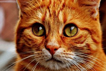 宠物猫名字大全萌萌哒