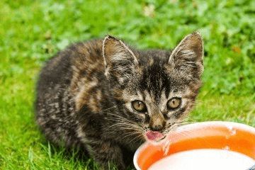 宠物猫名字大全萌萌哒