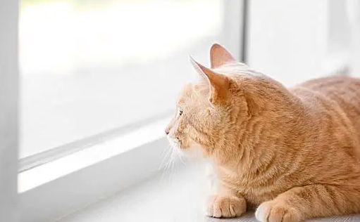 怎么喊猫咪回家啊