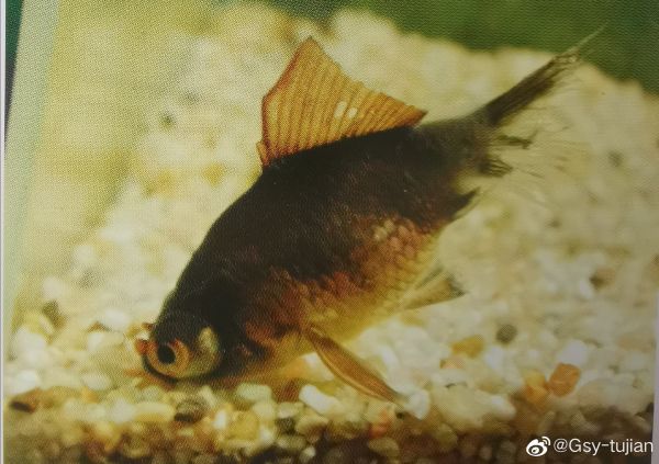 黑牡丹