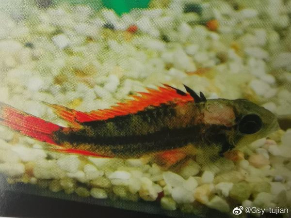 超红凤尾短鲷