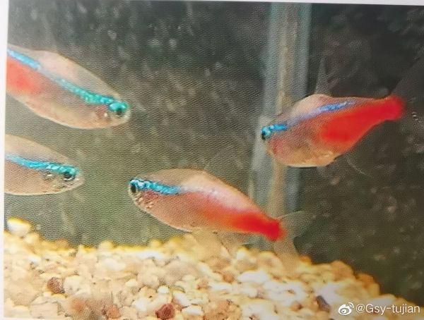 日光灯