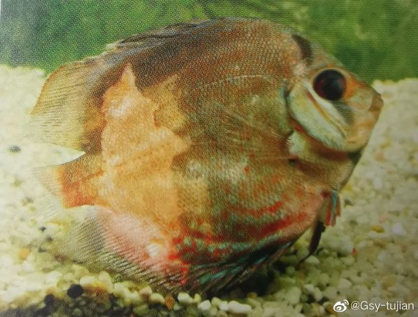 七彩神仙鱼
