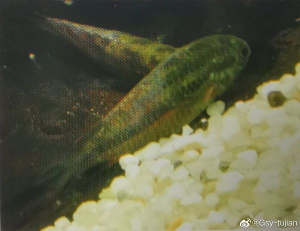 金眼短鲷