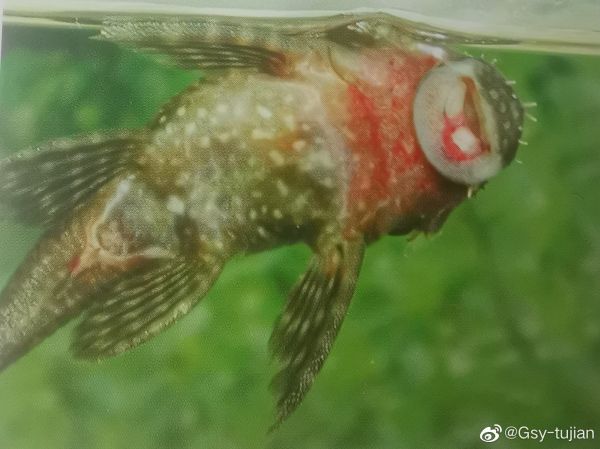 L-18黄翅黄珍珠