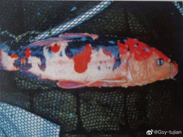 锦鲤