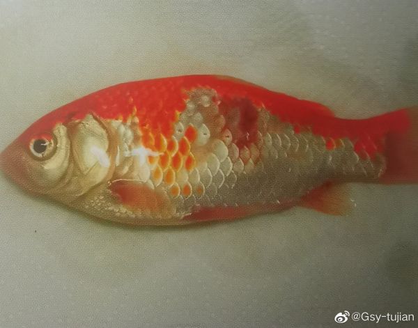 红白草金