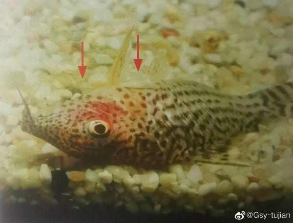 皇冠黑珍珠鼠