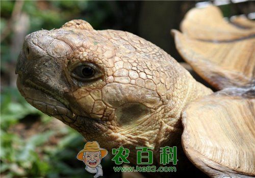 【图片】观赏龟的种类有哪些？观赏龟吃什么？家庭可以养殖吗？