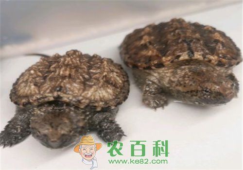 【图片】观赏龟的种类有哪些？观赏龟吃什么？家庭可以养殖吗？