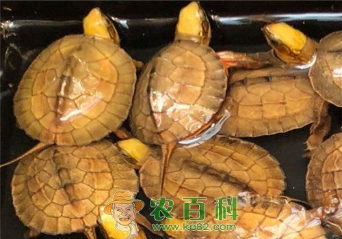【图片】观赏龟的种类有哪些？观赏龟吃什么？家庭可以养殖吗？