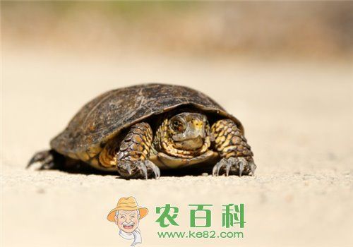 【图片】观赏龟的种类有哪些？观赏龟吃什么？家庭可以养殖吗？