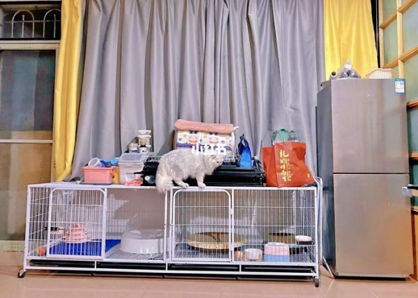 宠物寄养加盟店哪家好？选对品牌，创业之路更宽广！