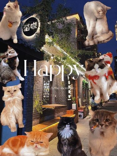 桂林 | 居然有这么过分的猫咖⁉️还不限时～
