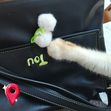 咪咪！这不是你的蛋蛋呀！