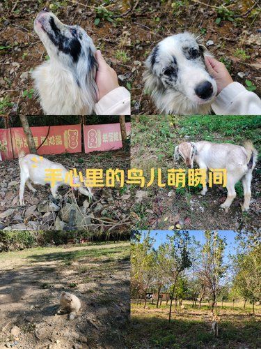 探索世界的小毛球