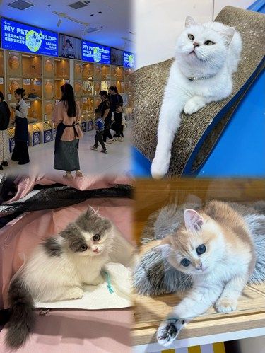 在重庆发现一家猫咪领养馆！！！