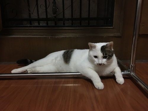 春节寄养一只猫要上万元_春节寄养一只猫竟要上万元？宠物寄养标准尚未细化导致价格质量参差不齐