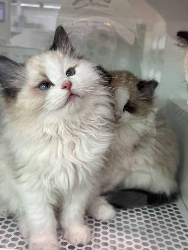 https://qcloud.dpfile.com/pc/qxY_KloONyX1GNfH2ncnLVcbSr-necy1YCNJyRuNLoNmEW2sFeaPPrN-mLIZjIucY0q73sB2DyQcgmKUxZFQtw.jpg