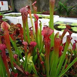 多肉植物猪笼草 多肉植物猪笼草怎么养 